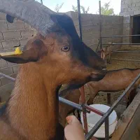 بز نز آلپاین اصل فراسوی، دوبر