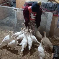 بوقلمون بیوتی فوق سنگین