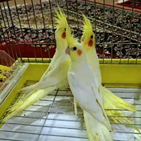 جوجه عروس هلندی ۲ماه و ۱۰روزه هستن