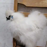 مرغ ابریشمی سفید