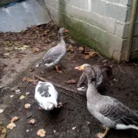 غازمحلی|حیوانات مزرعه|رودسر, |دیوار