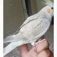 ۲ عدد عروس هلندی جفت