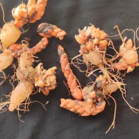 پیازگل عشق (اگزالیس)|گل و گیاه طبیعی|آستانه اشرفیه, |دیوار