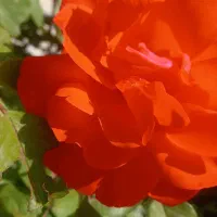 مدارک گم شده