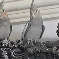 عروس هلندی