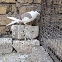 چپ و خوشرنگ سیاه|پرنده|لنجان, |دیوار