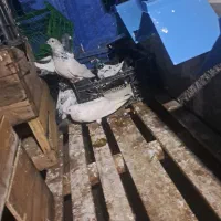 امیدیه هستم|پرنده|امیدیه, |دیوار