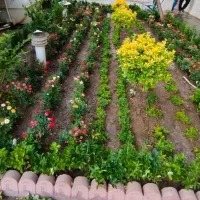 خدمات باغبانی درخت کاری وگلکاری سمپاشی هرس