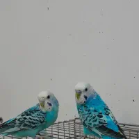 سه عدد مرغ عشق زیبا|پرنده|خوی, |دیوار