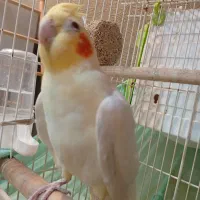 عروس هلندی نرلوتینو2ساله بالغ|پرنده|کیش, |دیوار