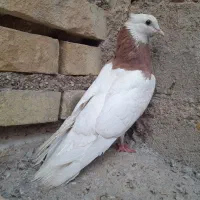کفتر طوقی هفت رنگ|پرنده|اهواز, کوی طلاب|دیوار