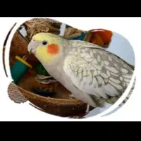 عروس هلندی با قفس کامل