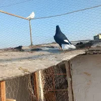 کبوتر  نر زاغ دم سفید سلامت