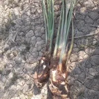 بچه نخل|گل و گیاه طبیعی|چمران, |دیوار