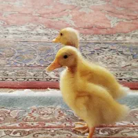 جوجه اردک