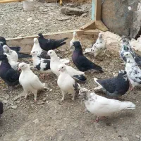 کبوتر پرشتی