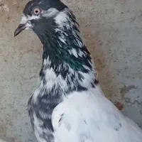 پتی والا کبوتر