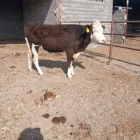 گاوتلیسه|حیوانات مزرعه|تربت جام, میان جام|دیوار