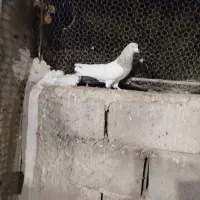 کله الماسی با طوقی سفید عروسک