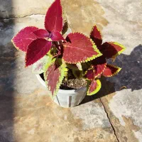 گل زیبا و شاداب خانگی|گل و گیاه طبیعی|خرمآباد, |دیوار