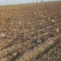 نهال پالونیا|خدمات باغبانی و درختکاری|مینودشت, |دیوار