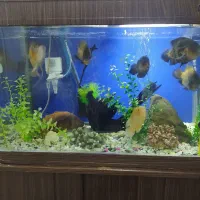 آکواریم ماهیران|ماهی|محمدیه-قزوین, |دیوار