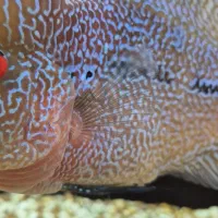 ماهی فلاور هورن ماگما بالغ|ماهی|خرم‌آباد, |دیوار