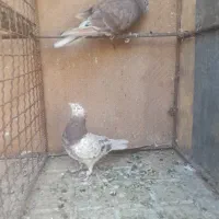 سور پرشی