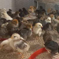 جوجه مرغ محلی 20 روزه