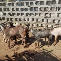 تعدادی نری خانگی فول پلم آدرس سیریک