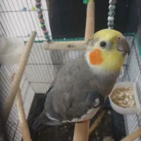 عروس هلندی نر|پرنده|کنگاور, |دیوار