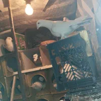 کبوتر پلاکی|حیوانات|قروه, |دیوار