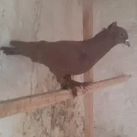 کبوتر کربلایی