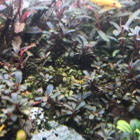 بوسیف وآنوبیاس|ماهی|ری, شهرری|دیوار