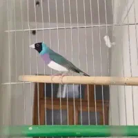 فنچ گلدین|پرنده|قزوین, |دیوار