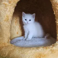 بریتیش شورت هیر