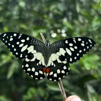 ایفون ۱۵ پرو نچرال za 256|موبایل|مهر, |دیوار