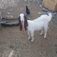 دو عدد کهره داشتی نمایشی|حیوانات مزرعه|هامون, |دیوار