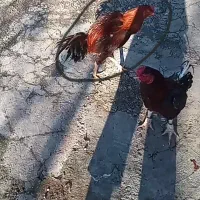 جوجه خروس لاری