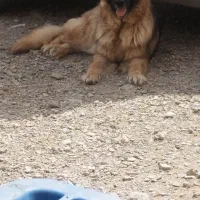 ماده ژرمن شولاین