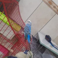 مرغ عشق|پرنده|بندر ماهشهر, |دیوار