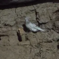 کبوتر|پرنده|جلگه شوقان, |دیوار