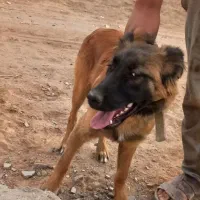 فروش سگ گله ای و نگهبان