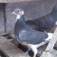 نر میکس اردن 2026