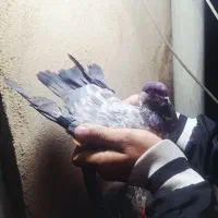 کفتر یا کبوتر