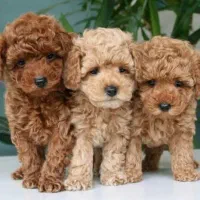 سگ پودل تاینی توی دارک رد|سگ|اصفهان, سیچان|دیوار