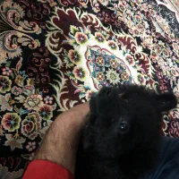 سگ پامرین روباهی|سگ|هشتگرد, شهرک اداری|دیوار