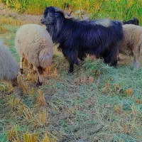 نربز .دره شهر|حیوانات مزرعه|دره شهر, |دیوار