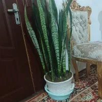 گل اپارتمانی|گل و گیاه طبیعی|خلخال, |دیوار