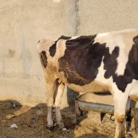 گاو کراده|حیوانات مزرعه|کوزران, |دیوار